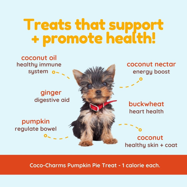 Coco-Charms Pumpkin Pie