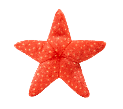 Ziggy Starfish